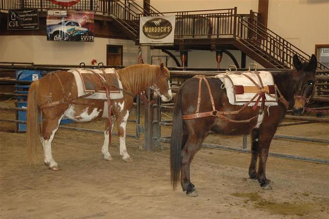 PackMules