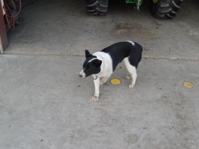 Wyatt's dog