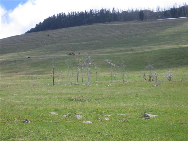 Elk