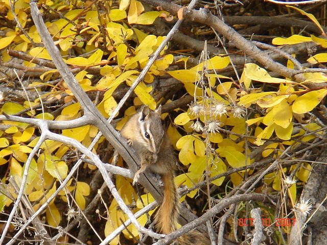 Chipmunk preparing for winter