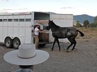 2010 Ice Cream Social & Horse Training