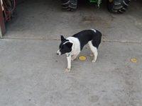 Wyatt's dog