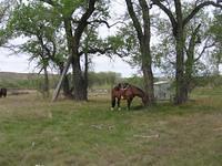 IMG 0153 (Small)