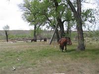 IMG 0154 (Small)