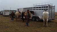 Wylie Gustafson Clinic
