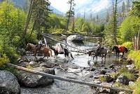 Beautiful Scenery...Mountains, Wildlife and More!