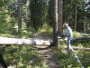 Larry felling a log