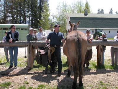 Photo of a training group watching a man as he prepares to place a saddle on a mule's back.