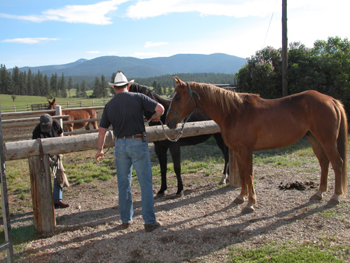 Photo of two men working with two horses on opposite sides of a hitching rail.