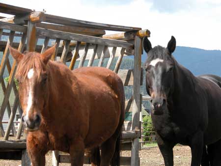 Photo of two horses standing side-by-side.