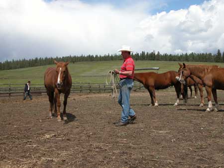 Photo of a man approaching a horse with bridle in hand.  Four other horses stand in the background and another man can be seen walking in the distance.