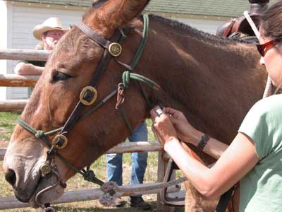 Photo of a woman latching a bridle on a mule.
