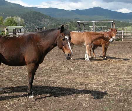 Photo of a horse and two mules standing within a corral.  The horse is in the foreground and the two mules stand side-by-side in the background.