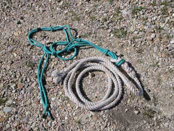 Photo of a halter and lead rope.